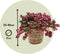 Plant in a Box - Gaultheria mucronata - Roze Pernettya in Mand - Parelbes - Pot 17cm - Hoogte 25-40cm