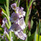 Plant in a Box - Gladiolus - Mix van 60 - Gladiolus bloembollen - Rijkbloeiende gladiolen in pastel kleuren - Zomertuin - Zomerbloeiers