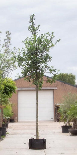 Zomereik | Quercus robur 18-20 cm | Bomenbezorgd.nl