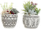 Decoratieve plant DKD Home Decor Hars Polyethyleen Cactus 12 x 12 x 18 cm (2 Stuks)