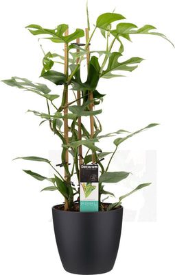 Decorum Philodendron Minima in ELHO sierpot Brussels (zwart) - Kwekerij Montis Moerkapelle B.V - Groene plant- Hoogte 70 cm