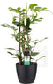 Decorum Philodendron Minima in ELHO sierpot Brussels (zwart) - Kwekerij Montis Moerkapelle B.V - Groene plant- Hoogte 70 cm
