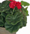 Mica Decorations Geranium Kunstplant in Bloempot Stan - H34 x Ø20 cm - Donkerroze