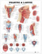 Anatomical Chart Company - Pharynx & Larynx Anatomisch Diagram - Achteraanzicht en verschillende doorsneden