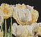 Thea Gouverneur - Borduurpakket met telpatroon - 3065.05 - Voorgesorteerde DMC Garens - Tulpen - Zwart Aida - 24 cm x 24 cm - DIY Kit