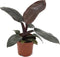 Plant in a Box - Philodendron Black Cardinal - Sterke kamerplant - Donkere bladeren - Pot 12cm - Hoogte 20-30cm