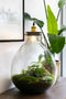 Growing Concepts DIY Duurzaam Ecosysteem Giants Ecolight XXXL - 34 Liter - Planten - Botanische Mix - H52xØ48cm