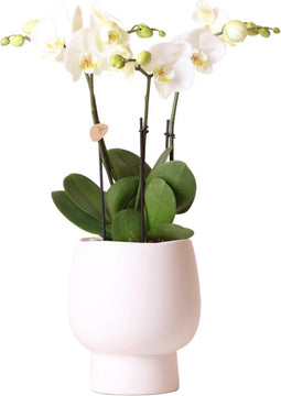 Kolibri Orchids | Witte Phalaenopsis orchidee potmaat - Jewel Ghent + Scandic witte sierpot - potmaat Ø12cm | bloeiende kamerplant - vers van de kweker