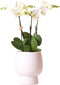 Kolibri Orchids | Witte Phalaenopsis orchidee potmaat - Jewel Ghent + Scandic witte sierpot - potmaat Ø12cm | bloeiende kamerplant - vers van de kweker