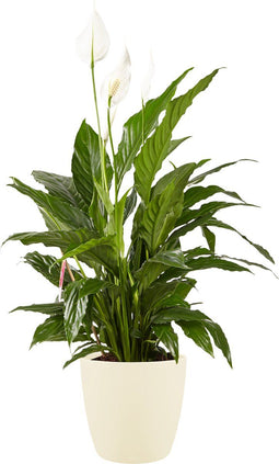 Lepelplant Spathiphyllum Elho Brussels Round Soap - BestPlants - Groene Plant- Hoogte 100 cm