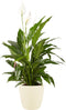 Lepelplant Spathiphyllum Elho Brussels Round Soap - BestPlants - Groene Plant- Hoogte 100 cm