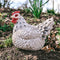 Tuinfiguur broedende kip | wit | 24x18x20cm