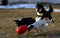 Jolly Pets Jolly Egg Ø 30 cm - Kunststof Hondenspeelgoed – Stevige hondenbal – Geschikt voor de grote hond – Hondenspeeltjes – Weerbestendig - Rood