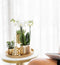 Kolibri Company | Gift set Christmas gold | Plantenset met witte Phalaenopsis Orchidee en Succulenten incl. keramieken sierpotten