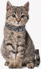 Honden Halsband - STAR WARS DARTH VADER - XXS/XS (Lengte 18-30cm - Breedte 1.5cm)
