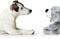 Honden Speelgoed - Knuffel Hond - Bello - Honden Knuffel - Grijs/Bruin - 19 cm