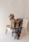 Hondendeken Tartan McKellar - Wol - Geurbestendig - Hypoallergeen - 150x90 - TBCo Scotland