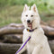 Hondenhalsband Dingo 14764 Paars 28 cm 20 cm