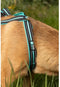Hondentrektuig - OLYMPIA - S - Type X-back - Blauw
