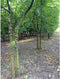 Honingboom meerstammig Sophora japonica h 225 cm