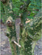 Honingboom meerstammig Sophora japonica h 225 cm