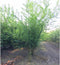 Honingboom meerstammig Sophora japonica h 225 cm