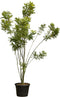 Honingboom meerstammig Sophora japonica h 225 cm