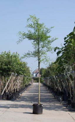 Honingboom | Sophora japonica 10-14 cm | Bomenbezorgd.nl