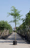 Honingboom | Sophora japonica 10-14 cm | Bomenbezorgd.nl