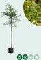 Honingboom | Sophora japonica 10-14 cm | Bomenbezorgd.nl
