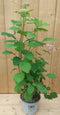 Hortensia Annable Roze