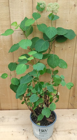 Hortensia Annable Wit