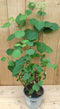 Hortensia Annable Wit