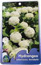 Hortensia Arborescens Annabelle