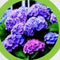 Hortensia grond aarde 30 liter