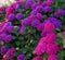 Hortensia grond aarde 30 liter