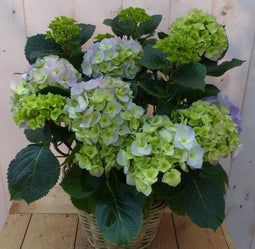 Hortensia in een mand blauw