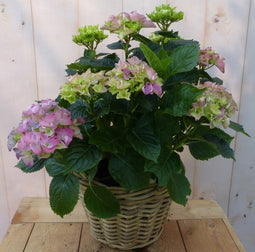 Hortensia in een mand roze