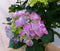 Hortensia in een mand roze