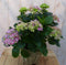 Hortensia in een mand roze