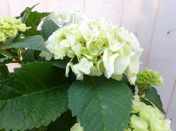 Hortensia in een mand wit