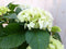 Hortensia in een mand wit