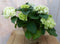 Hortensia in een mand wit