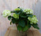 Hortensia in een mand wit