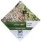 Hortensia Little Lime Dwart Habit