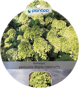 Hortensia Paniculata Mojito