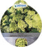 Hortensia Paniculata Mojito