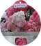 Hortensia Paniculata Vanille-Fraise