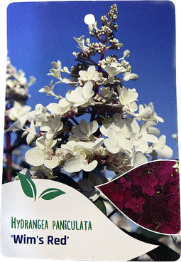 Hortensia Paniculata Wim s Red