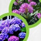 Hortensia/Rhododendron/Heide grond 20 liter